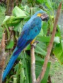 /album/fotogaleria/ara-ararauna-guacamayo-azul-jpg/